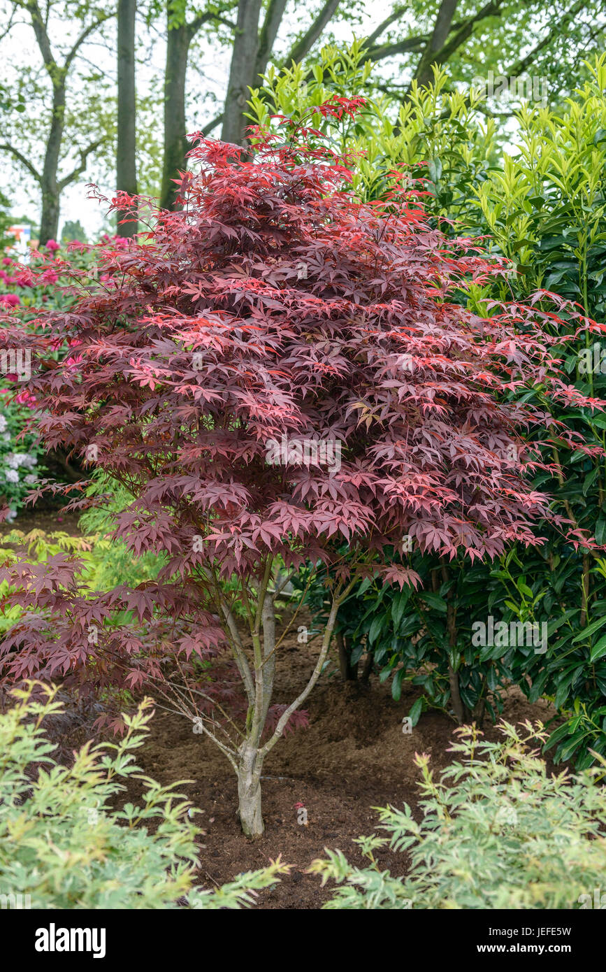 Rosso acero professionale, Acer palmatum Bloodgood , Roter Fächer-Ahorn (Acer palmatum Bloodgood "') Foto Stock