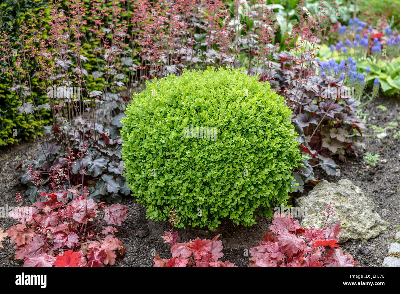 Casella di europea, Buxus sempervirens Suffruticosa , Europäischer Buchsbaum (Buxus sempervirens 'Suffruticosa') Foto Stock