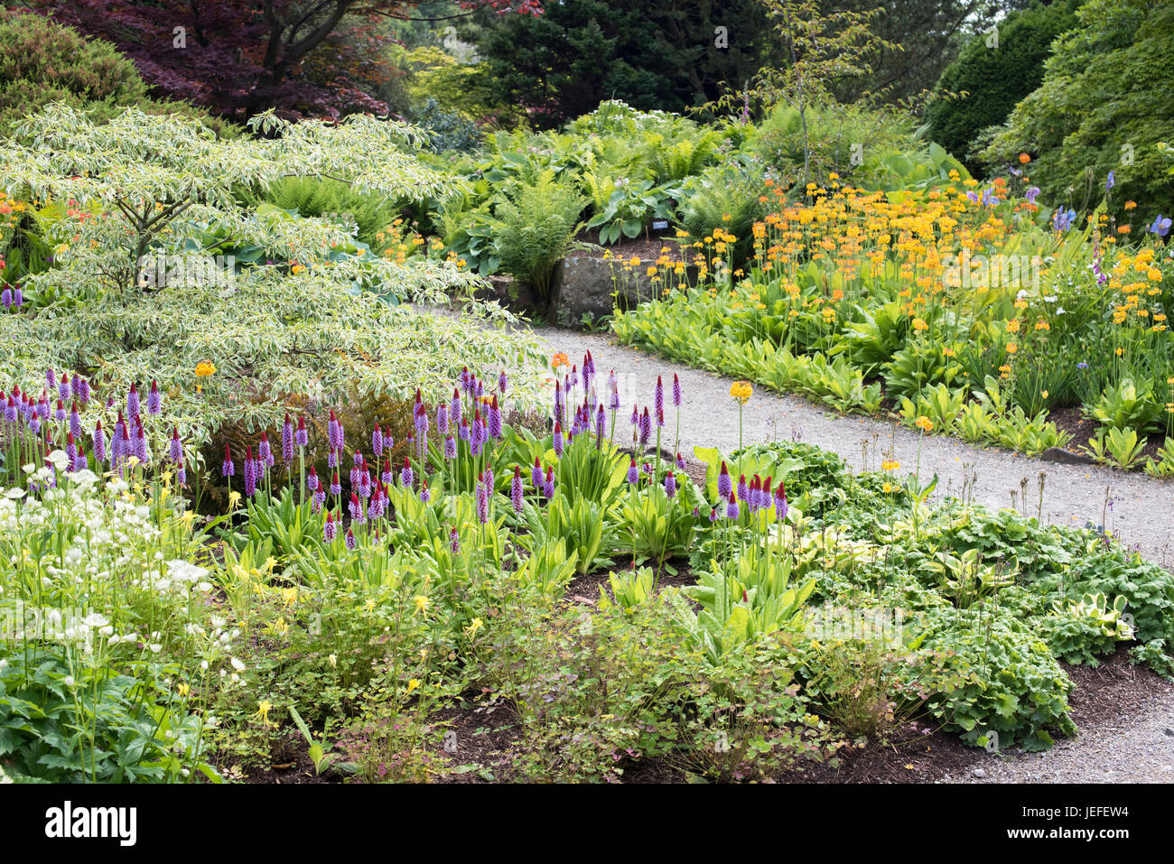 RHS Harlow Carr giardino frontiere in giugno. Harrogate, Regno Unito Foto Stock