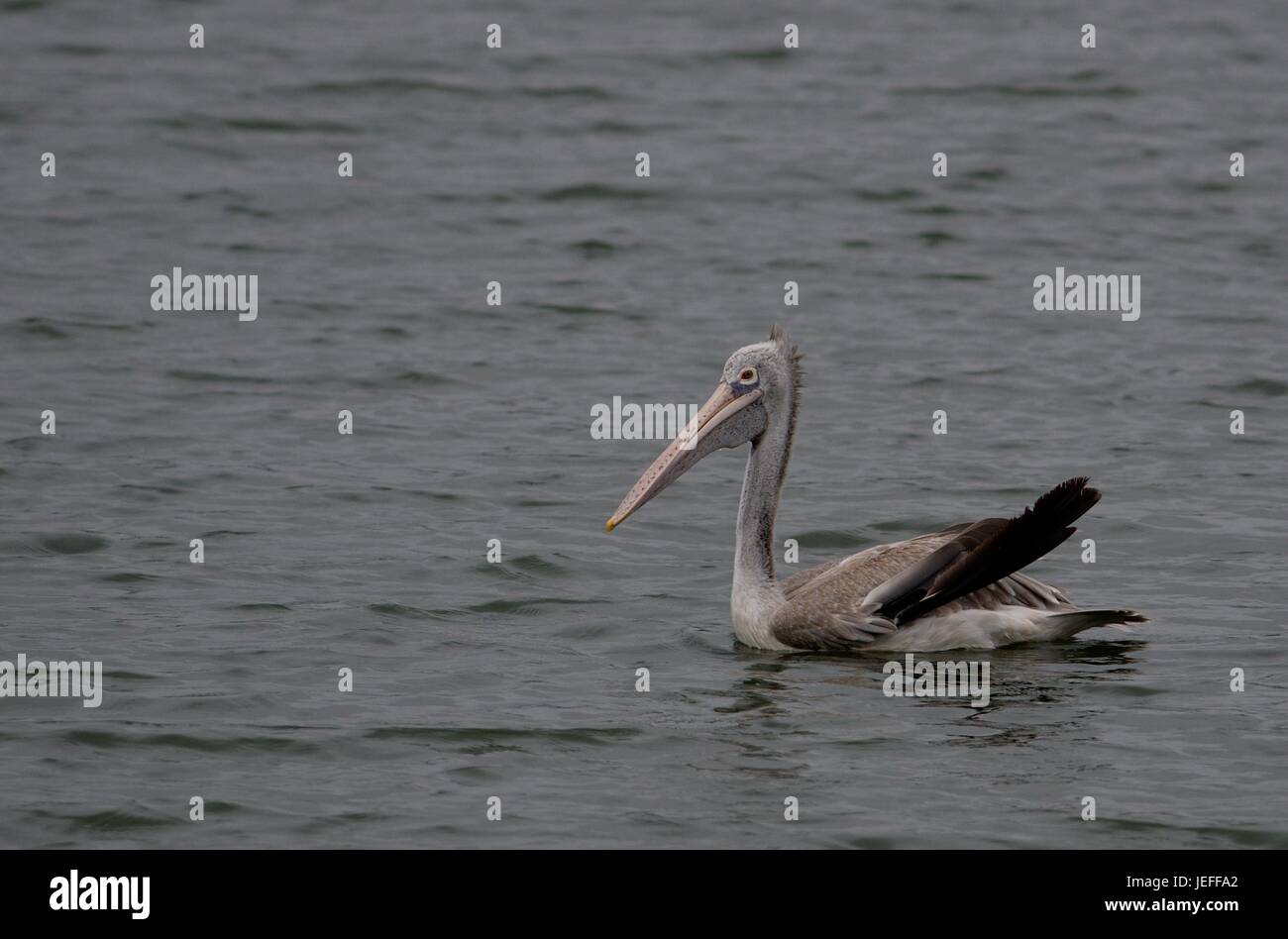Pellicano grigio immagini e fotografie stock ad alta risoluzione - Alamy