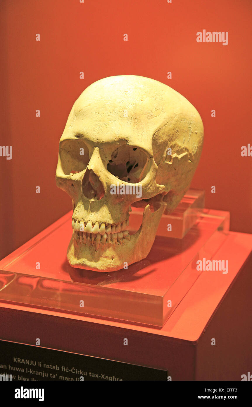 I templi di Ggantija centro visita museo del display, Gozo, Malta il cranio del neolitico femmina adulta Foto Stock