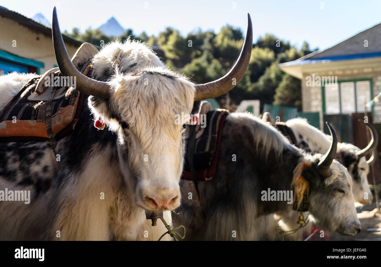 Yak nella città di sherpa Namche Bazaar, Nepal Foto Stock