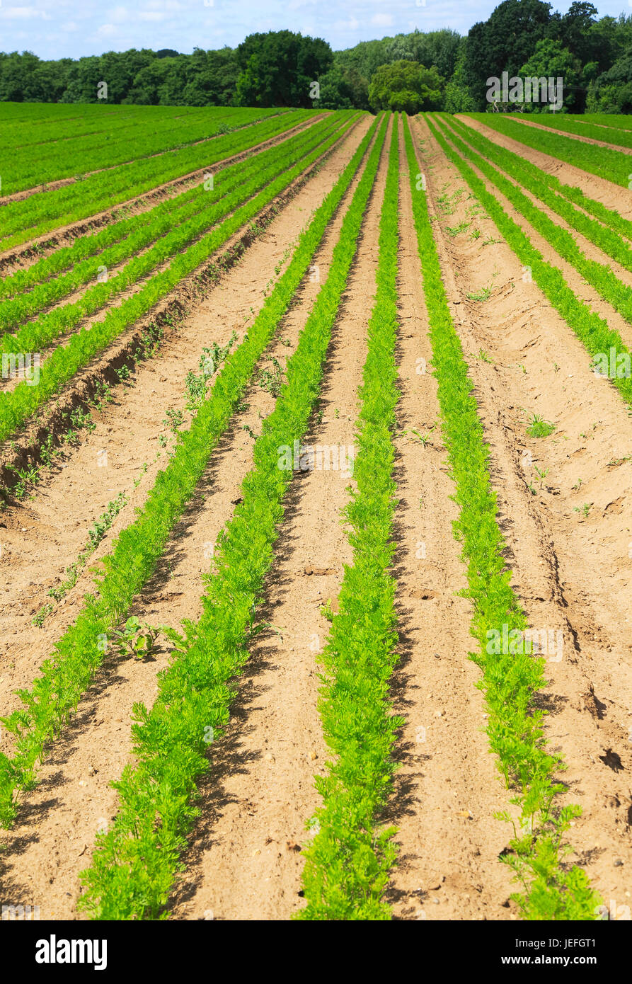Le linee verdi di carota le colture in terreno sabbioso, Shottisham, Suffolk, Inghilterra, Regno Unito Foto Stock
