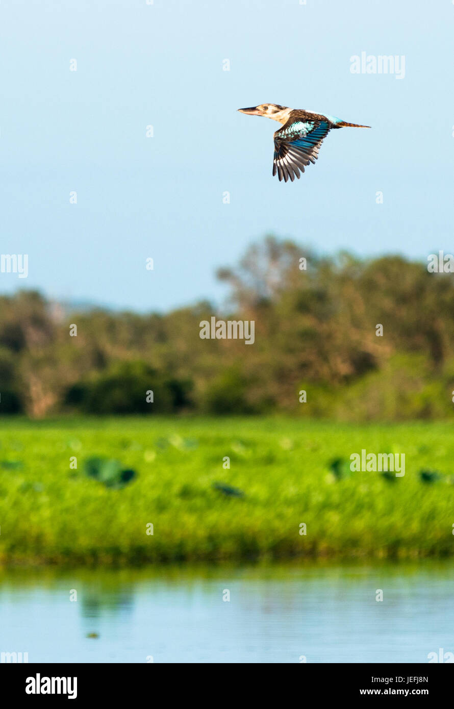 Kookaburra in volo su giallo Zone Umide d'acqua. Cooinda, Parco Nazionale Kakadu, Territorio del Nord, l'Australia. Foto Stock