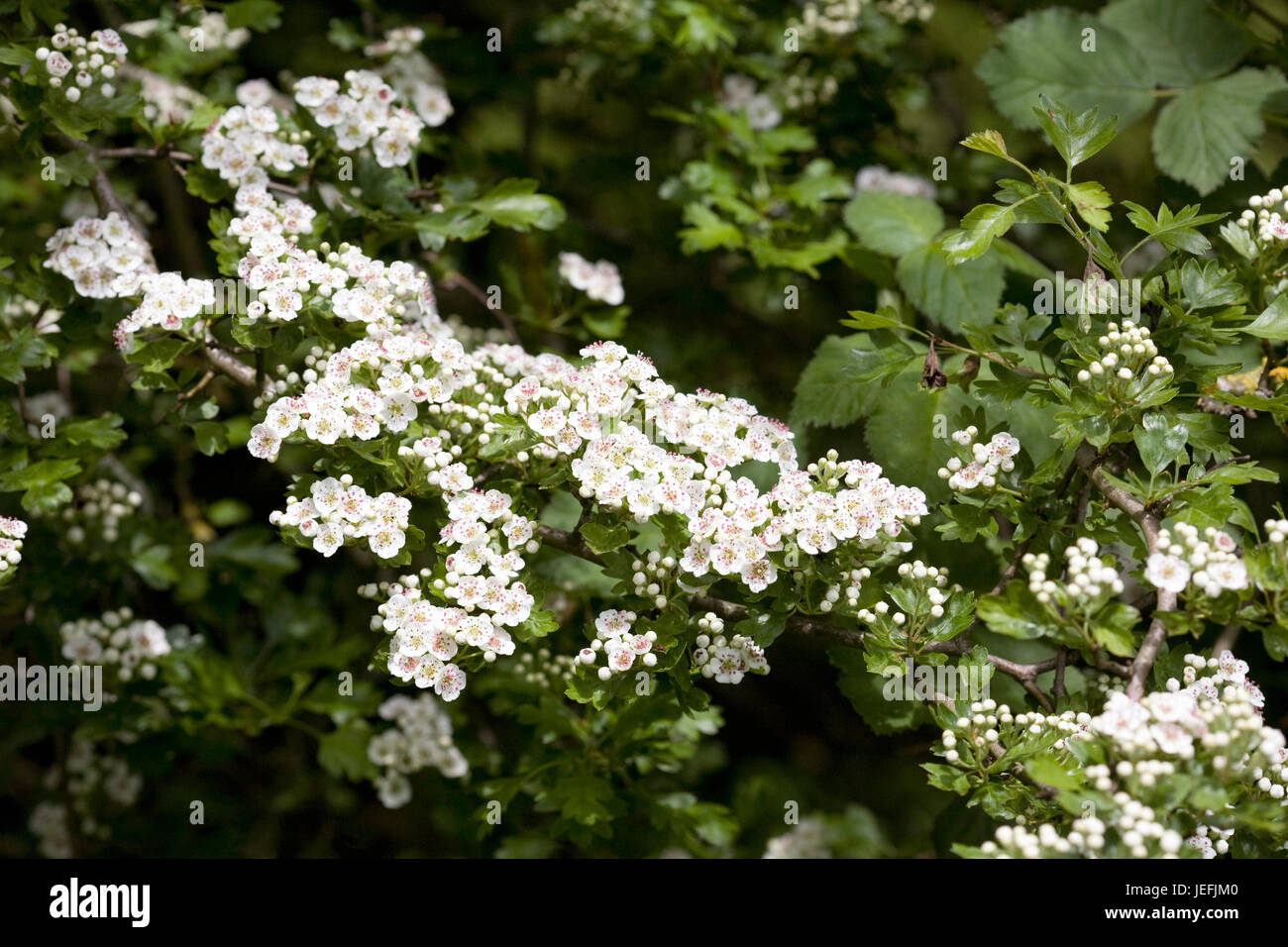 Crataegus monogyna blossom. Biancospino fiorisce in primavera. Foto Stock