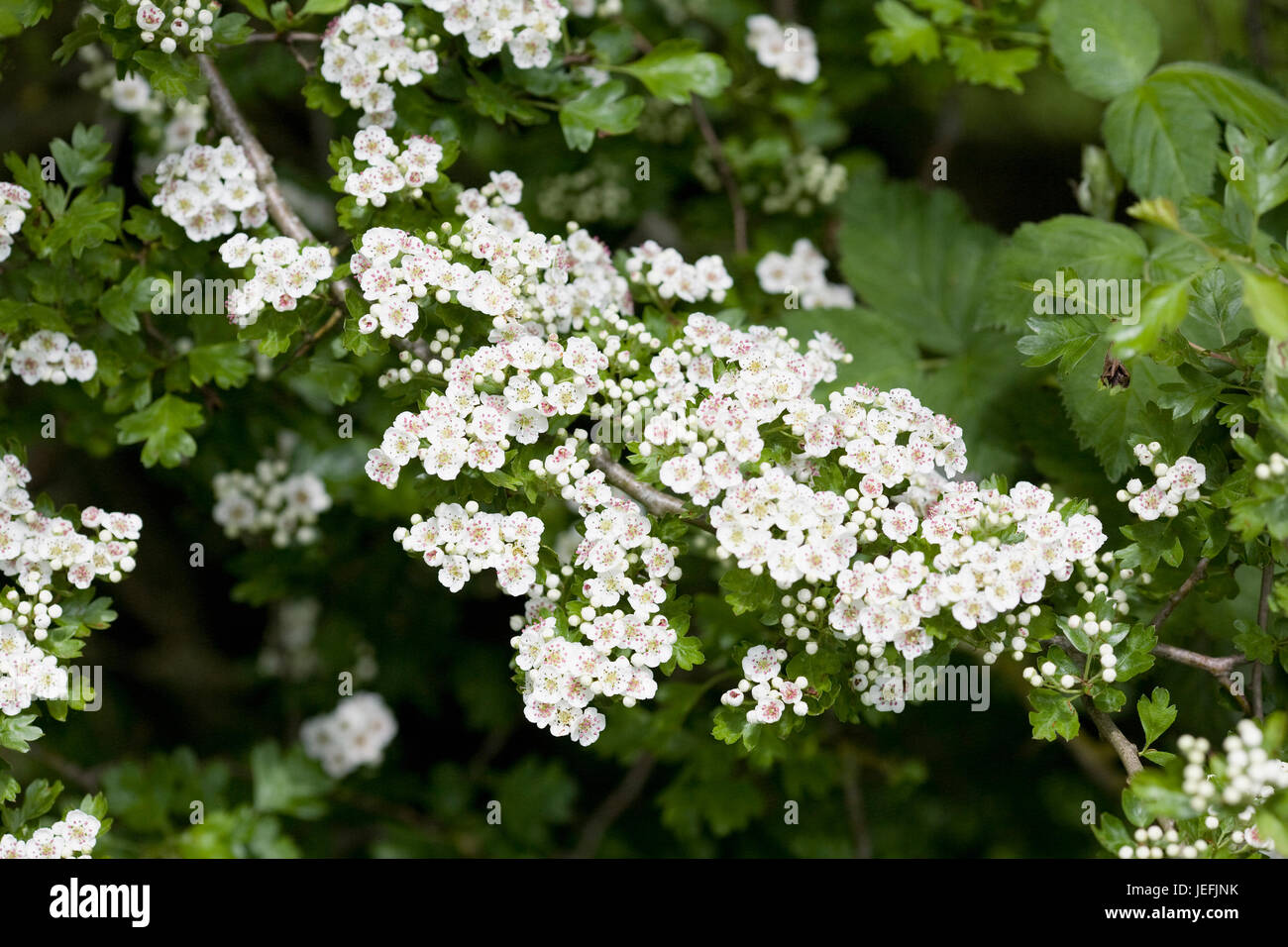 Crataegus monogyna blossom. Biancospino fiorisce in primavera. Foto Stock
