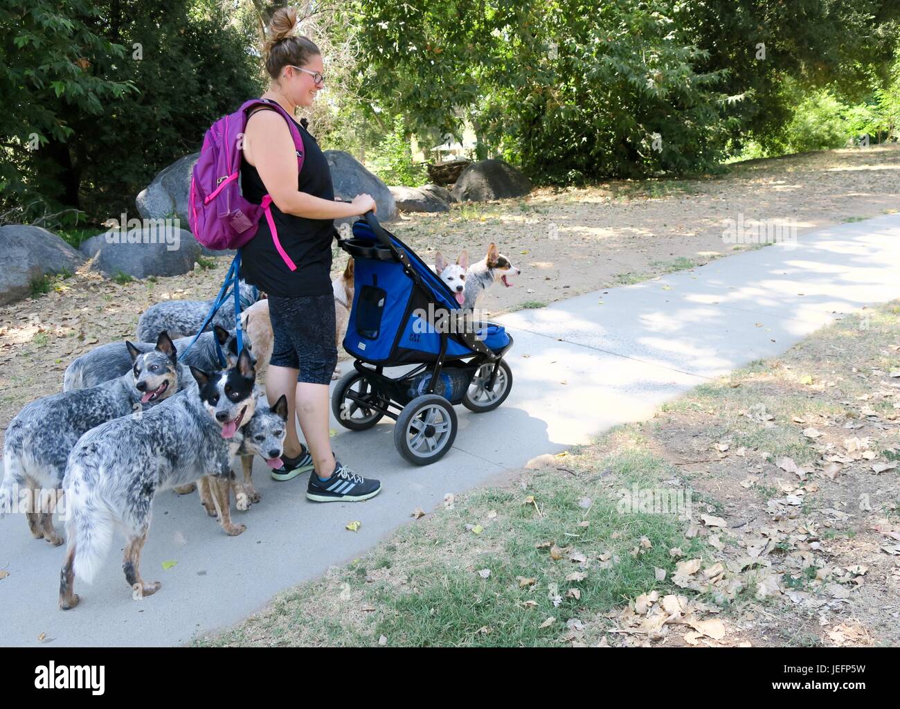 Dog walker con pecore cani e cuccioli in un passeggino, Kit Carson Park, Escondido, CA Foto Stock