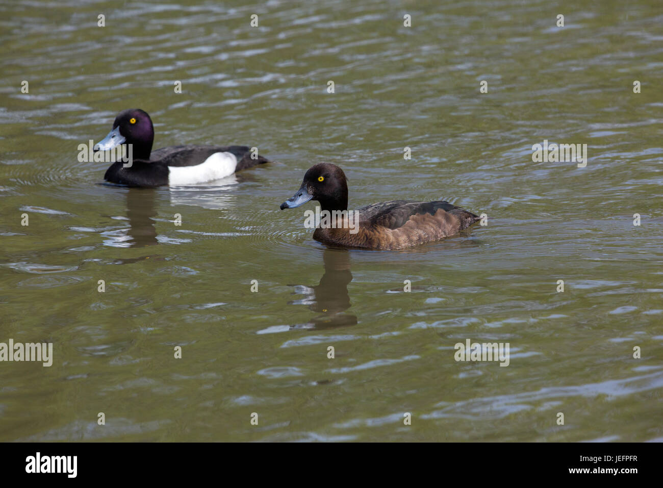 Anatre tufted Aythya fuligula. Coppia, maschio e femmina. Foto Stock
