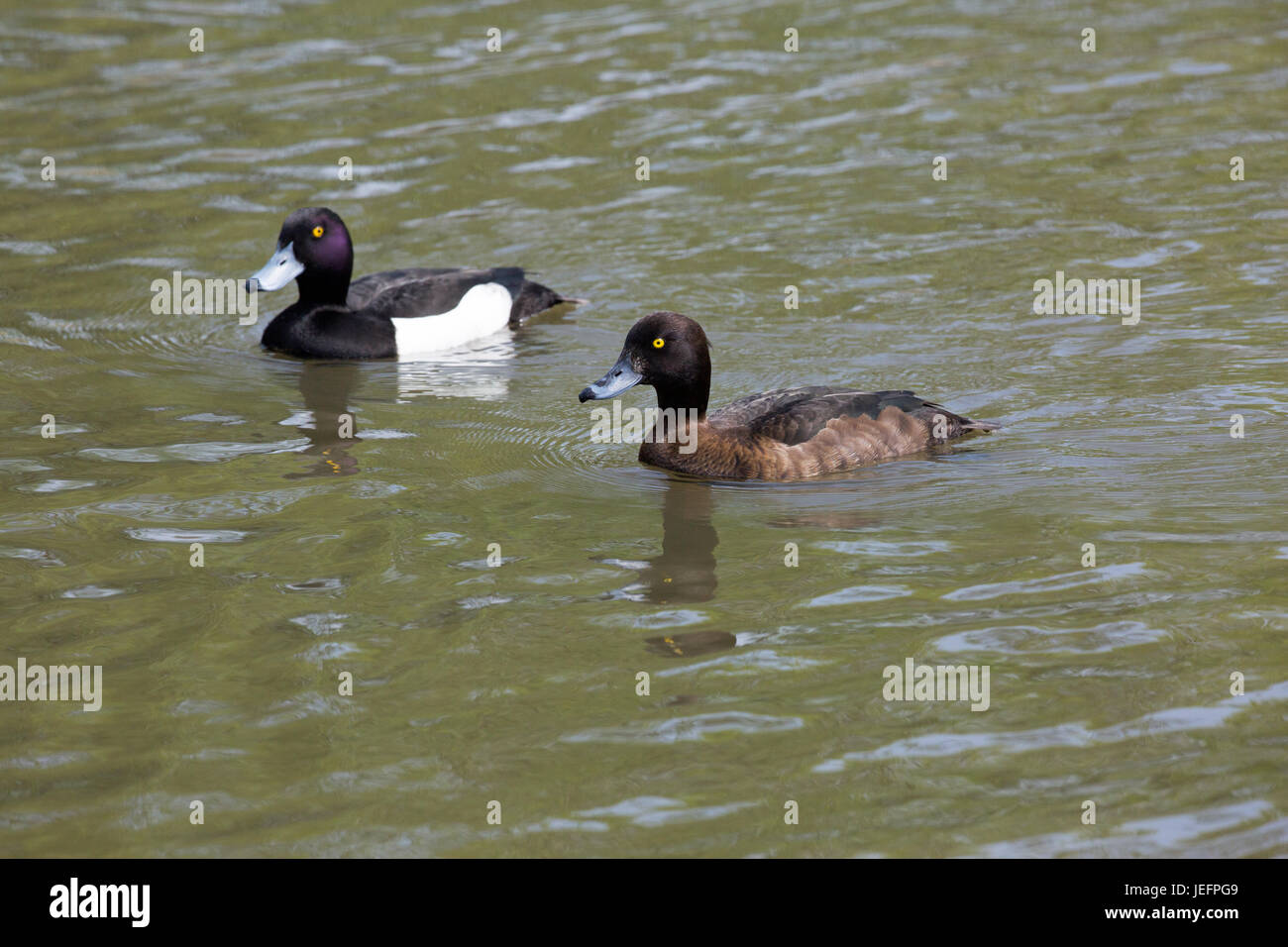 Anatre tufted Aythya fuligula. Coppia, maschio e femmina. Foto Stock