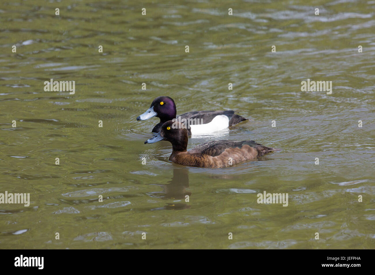 Anatre tufted Aytha fuligula. Coppia anteriore femmina, maschio dietro. Foto Stock