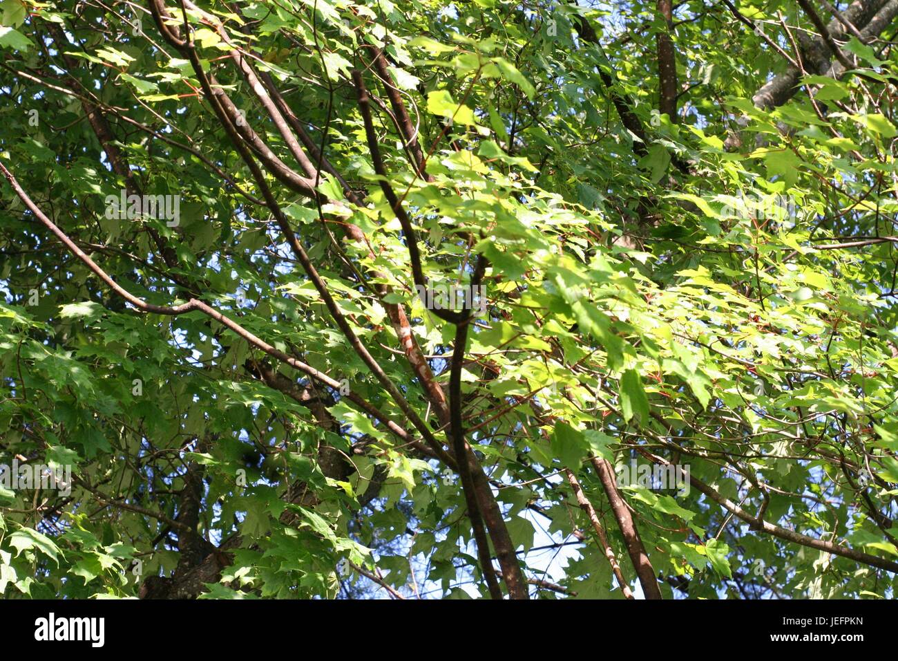 Al di fuori di immagini di alberi e piante in tutto il cantiere e il quartiere . Foto Stock