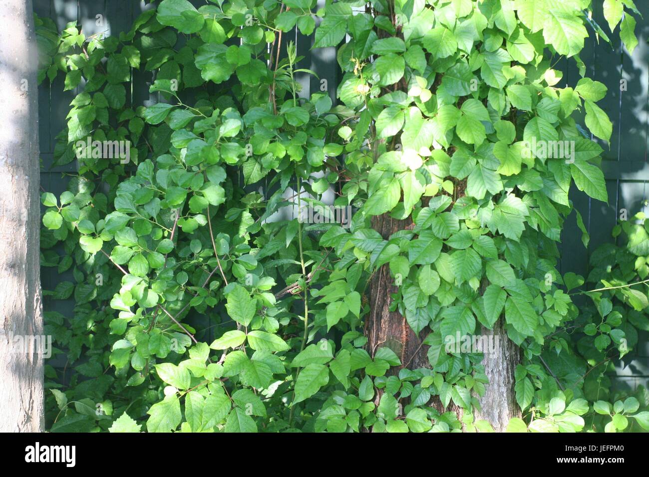 Al di fuori di immagini di alberi e piante in tutto il cantiere e il quartiere . Foto Stock