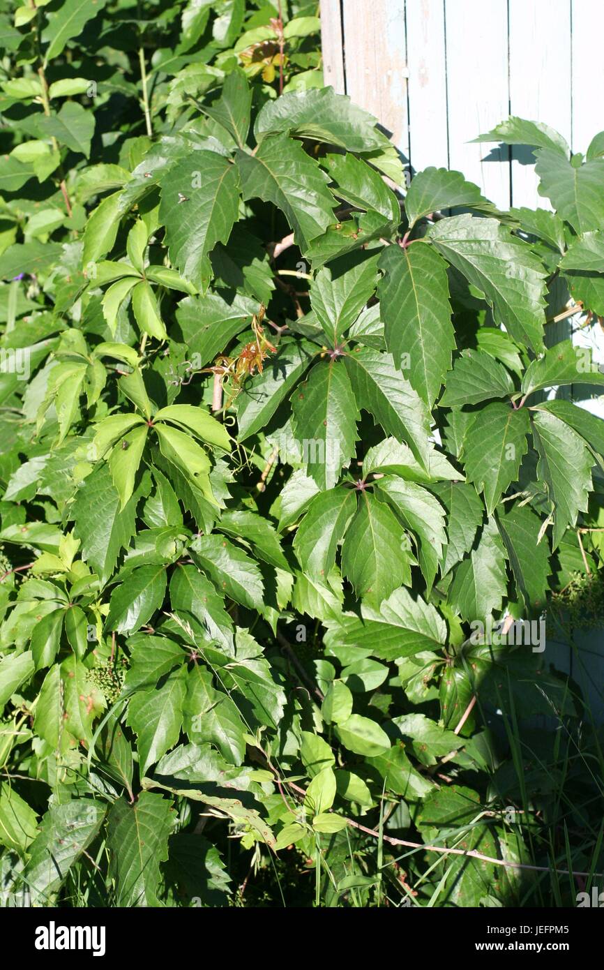 Al di fuori di immagini di alberi e piante in tutto il cantiere e il quartiere . Foto Stock