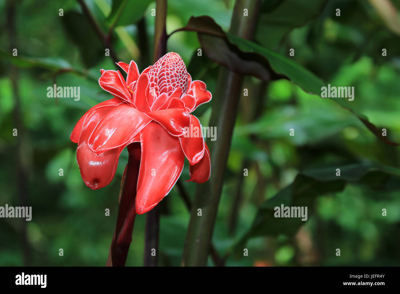 Torcia rosso fiore di zenzero, Hawaii Foto Stock