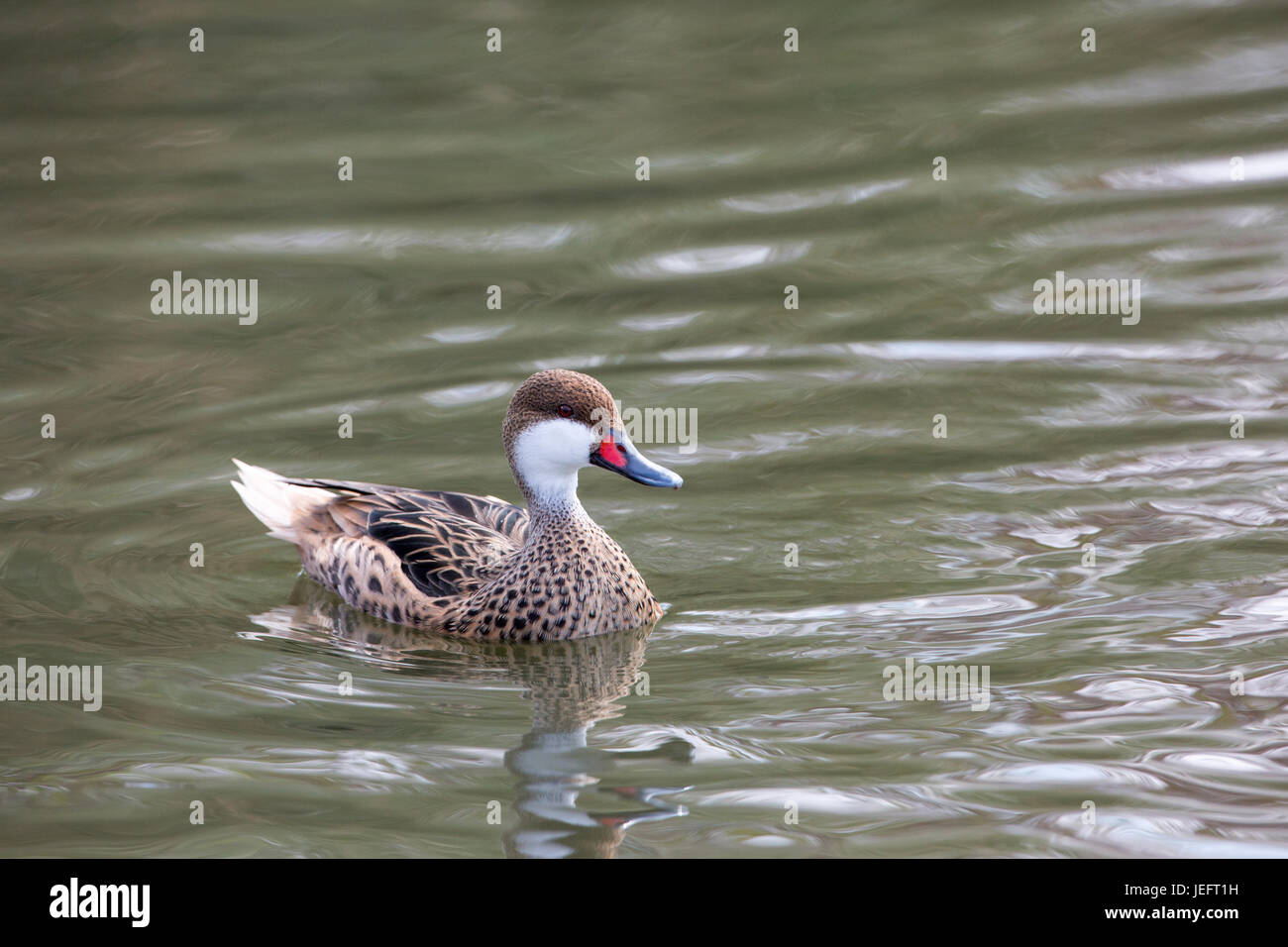 Bianco-cheeked o Bahama Pintail o Estate anatra Anas bahamensis. Carabean, America Centrale e Sud America, Foto Stock