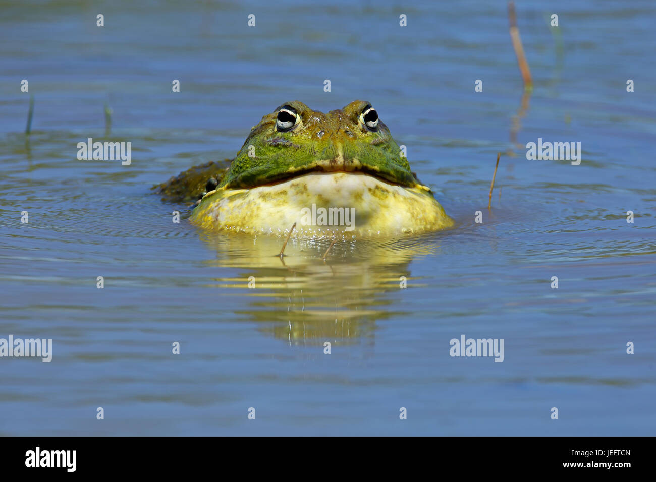 Maschio gigante africano bullfrog (Pyxicephalus adspersus) chiamando, Sud Africa Foto Stock