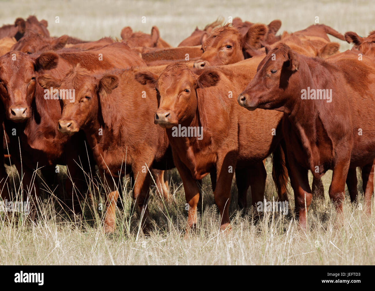 Free-range red angus bestiame sul pascolo, Argentina Foto Stock