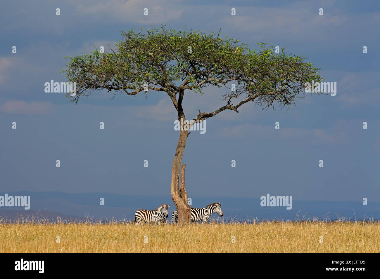 Le pianure zebre (Equus burchelli) e albero nella prateria, Masai Mara riserva nazionale, Kenya Foto Stock