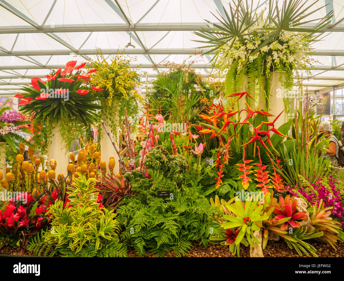 LONDON, Regno Unito - 25 Maggio 2017: RHS Chelsea Flower Show 2017. Piante tropicali display. Foto Stock