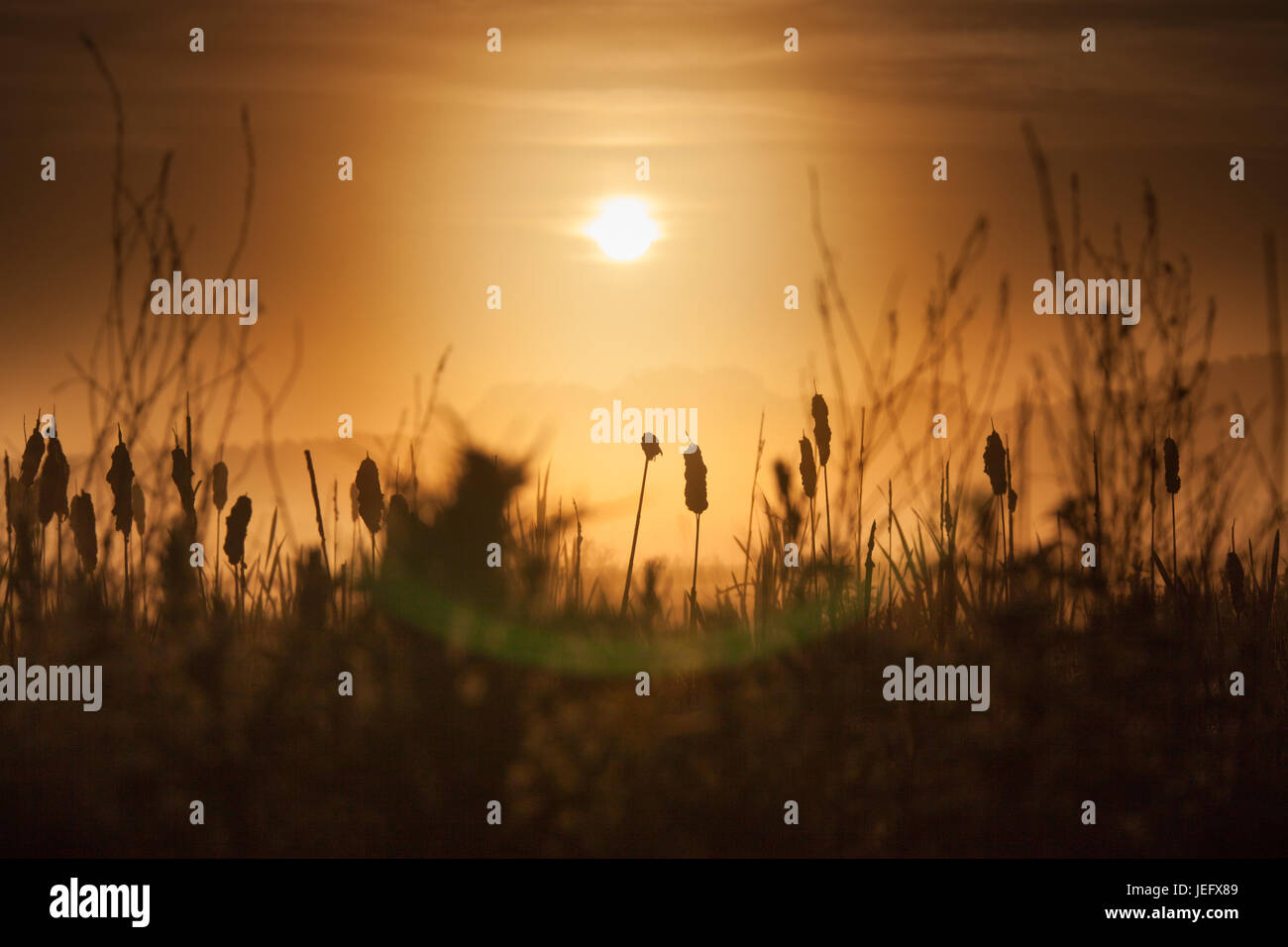 Villaggio di Coddington, Inghilterra. Suggestivo tramonto su un pascolo campo agricole nelle zone rurali del Cheshire. Foto Stock