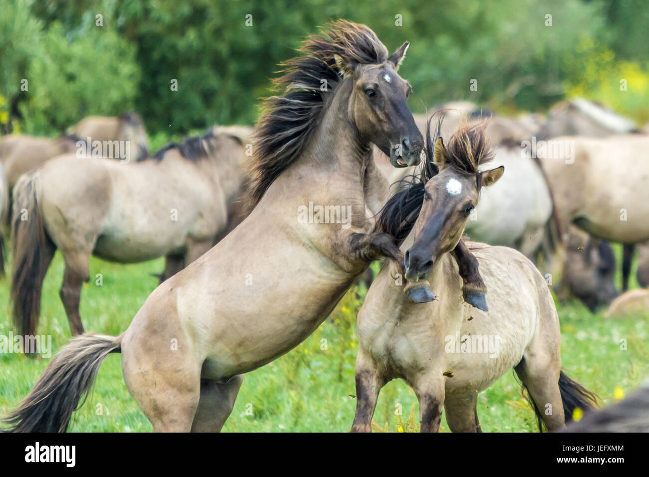 Selvaggi cavalli Konik combattimenti nei Paesi Bassi Oostvaardersplassen Foto Stock