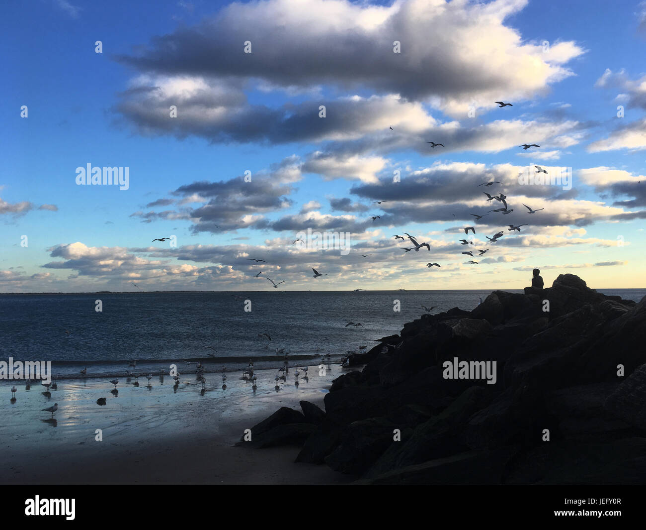L'uomo si siede su rocce e alimenta gabbiani sulla spiaggia. Silhouette di gabbiani volanti alla ricerca di cibo, Coney Island, Brooklyn, New York. Foto Stock