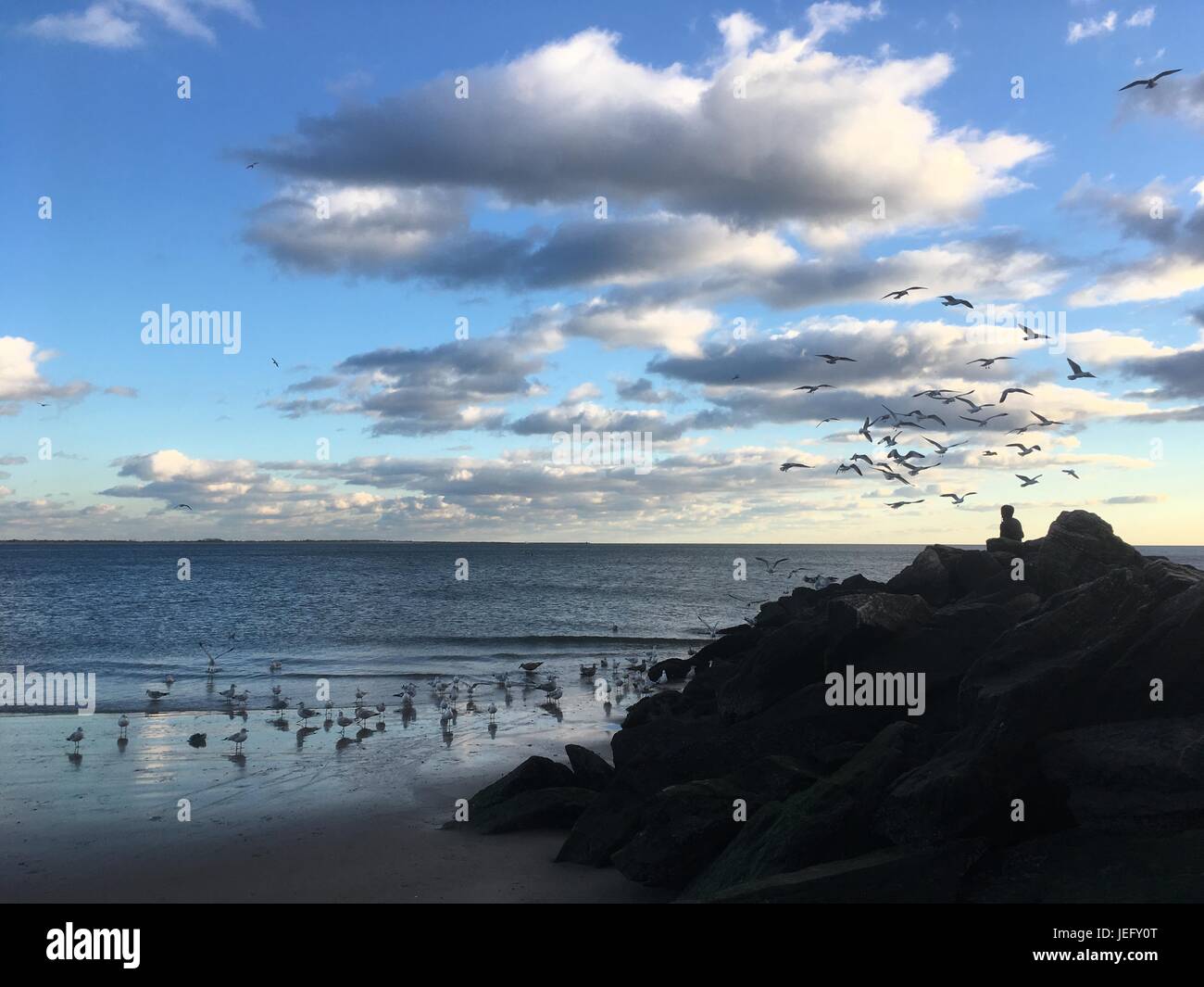 Il giovane si siede su rocce e alimenta gabbiani sulla spiaggia. Silhouette di gabbiani volanti alla ricerca di cibo, Coney Island, Brooklyn, New York. Oceano calmo Foto Stock