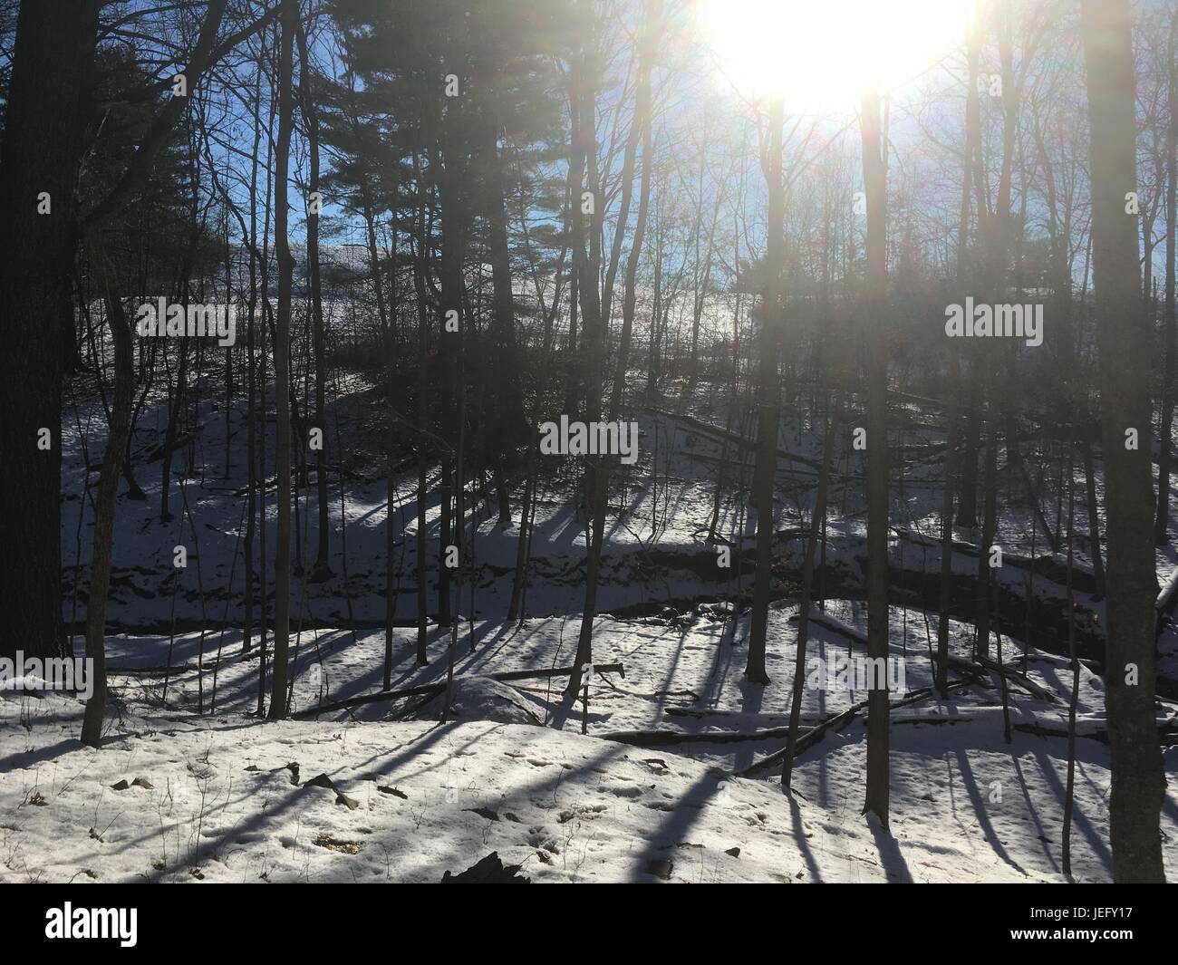Lente svasata. Guardando il sole attraverso alberi decidui in inverno. Neve sul terreno, piccolo fiume scorre attraverso i boschi. Prova coperta di neve. Foto Stock