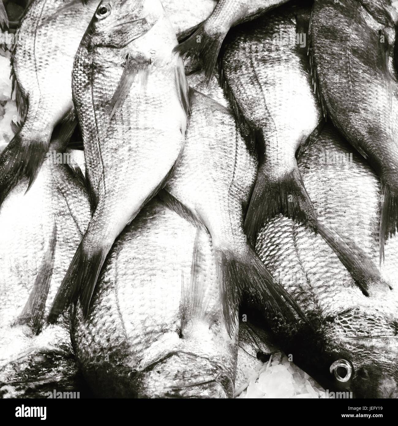 Pila di pesci morti su ghiaccio a Chinatown mercato del pesce nel lavaggio, Queens, a New York. Asia all'aperto al mercato del pesce. Contratto di alta. Foto in bianco e nero Foto Stock
