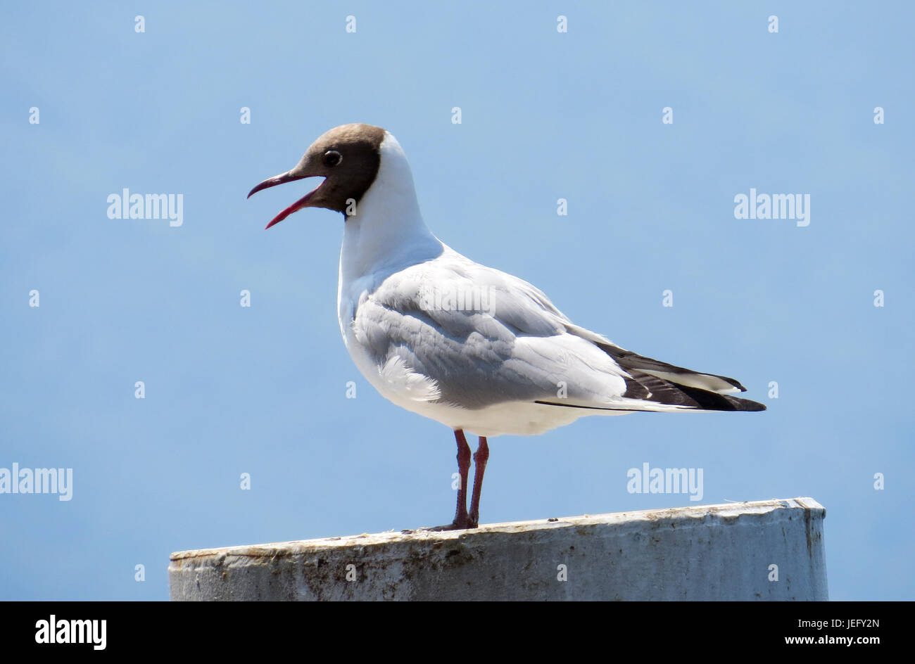 A TESTA NERA GULL Chroicocephalus ridibundus in adulti piumaggio estivo che mostra chiaramente il cioccolato marrone-testa. Foto: Tony Gale Foto Stock