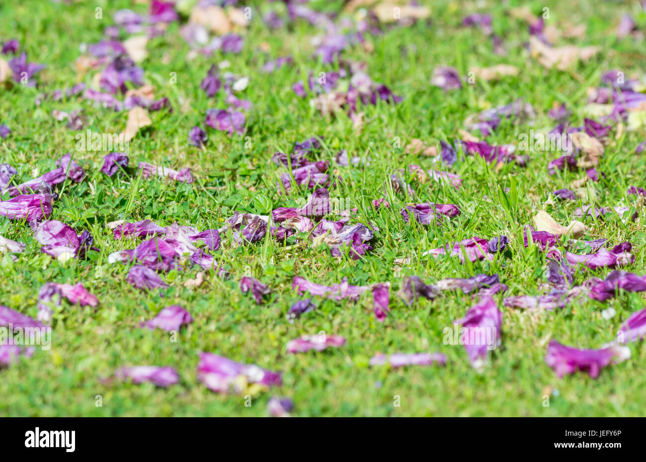 Sparse petali di fiori su una bussola sull'erba in un giardino in estate nel West Sussex, in Inghilterra, Regno Unito. Foto Stock