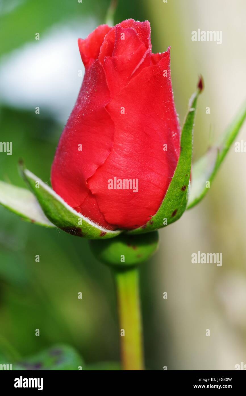 Rosa rossa, Tudor Rose. Fiore al mattino luce che cresce su  un'assegnazione. Exeter, Devon, Regno Unito. Giugno 2017 Foto stock - Alamy