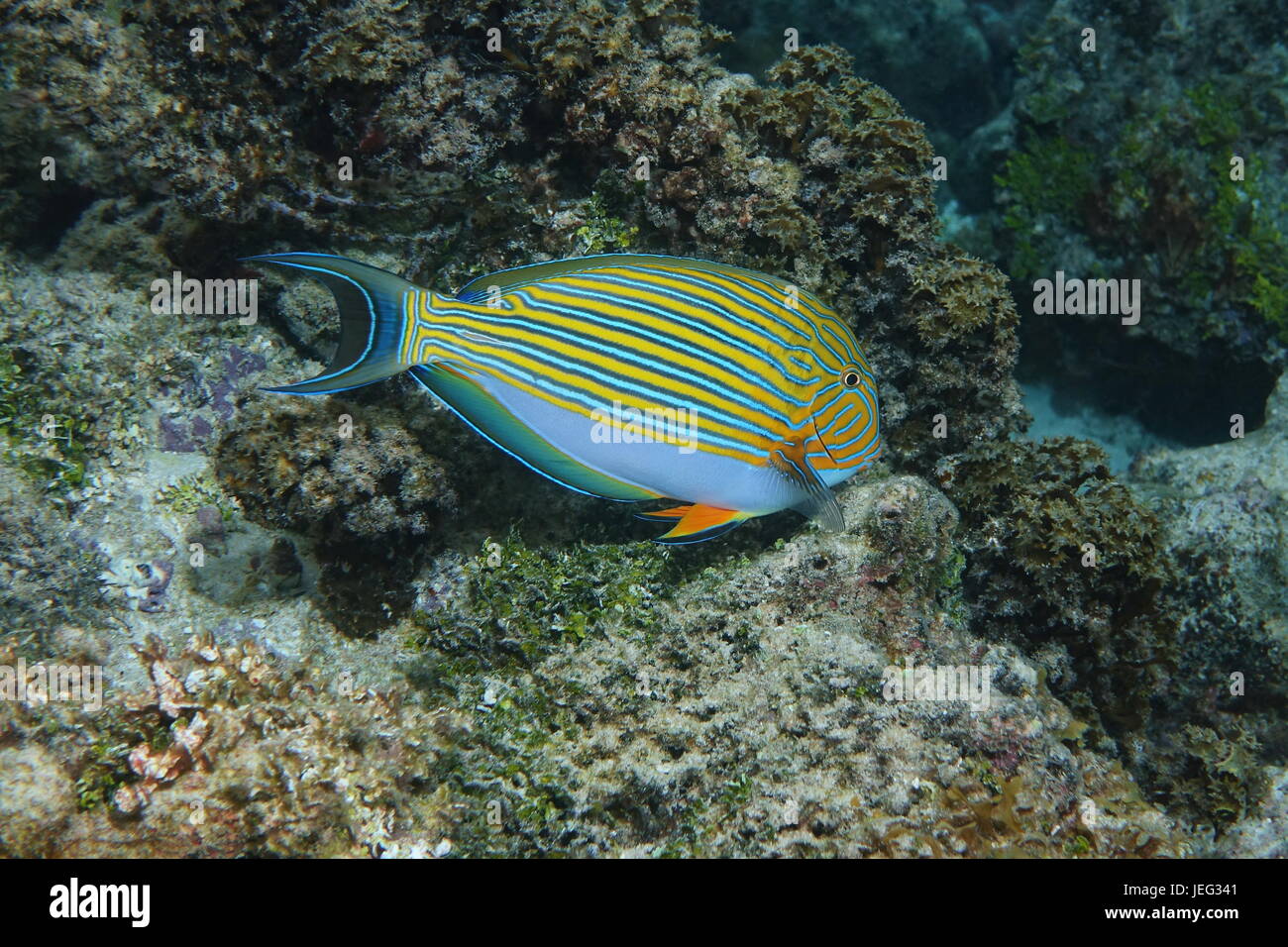 Colorati pesci tropicali foderato surgeonfish Acanthurus lineatus, subacqueo nella laguna di Bora Bora, oceano pacifico, Polinesia Francese Foto Stock