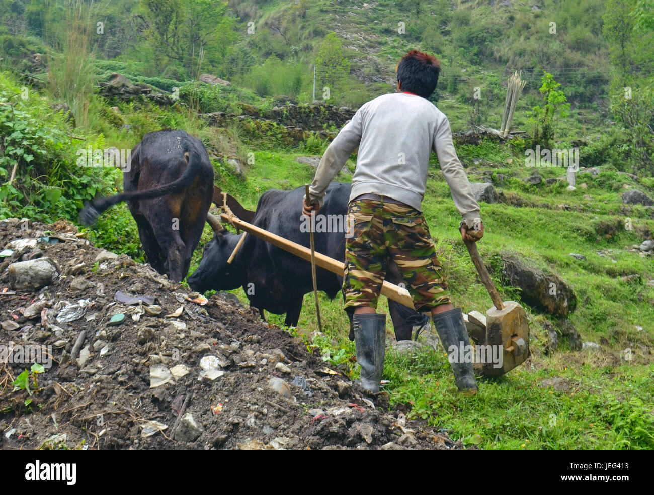 Giovani nepalesi uomo arando il campo con i tori. Foto Stock
