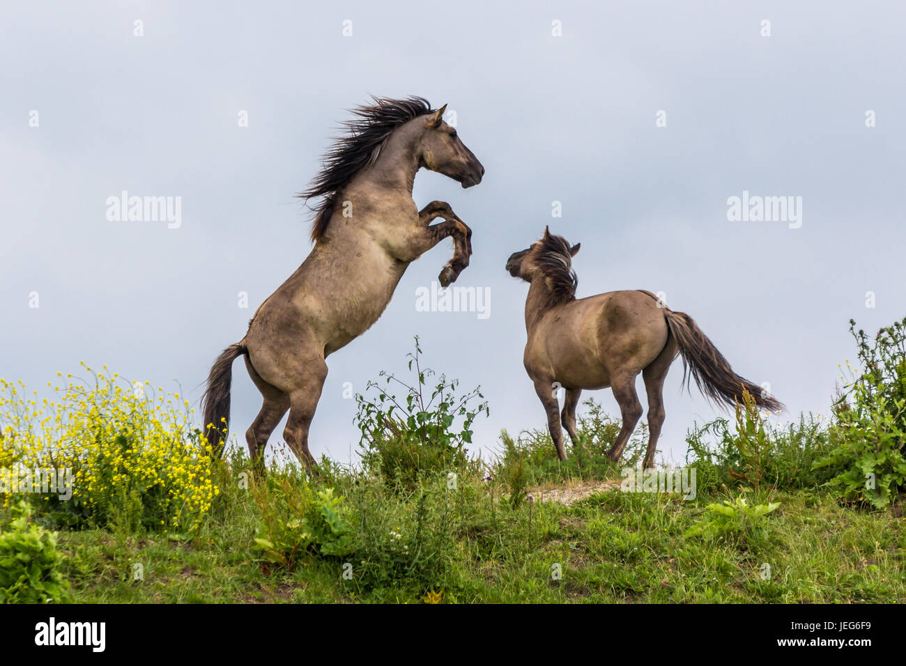 Cavalli Konik combattimenti in Oostvaardersplassen, riserva nei Paesi Bassi Foto Stock