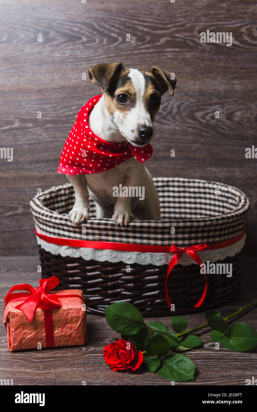 Jack Russell Terrier in marrone cesto con dono festivo box e rose. Un cane in un quartiere alla moda di red bandana. Legno scuro dello sfondo. Foto Stock