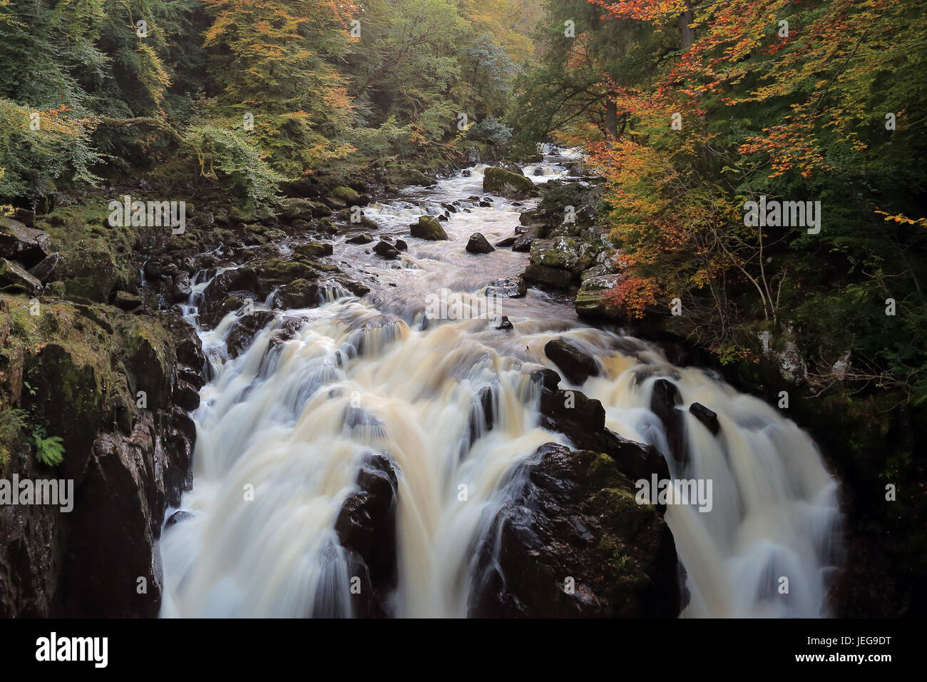 Cascata dall'eremo, Dunkeld, Scozia da River Braan nella foresta Craigvinean in autunno. Foto Stock