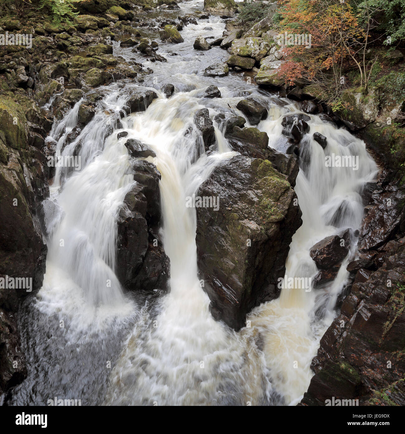 Cascata dall'eremo, Dunkeld, Scozia da River Braan nella foresta Craigvinean in autunno. Foto Stock