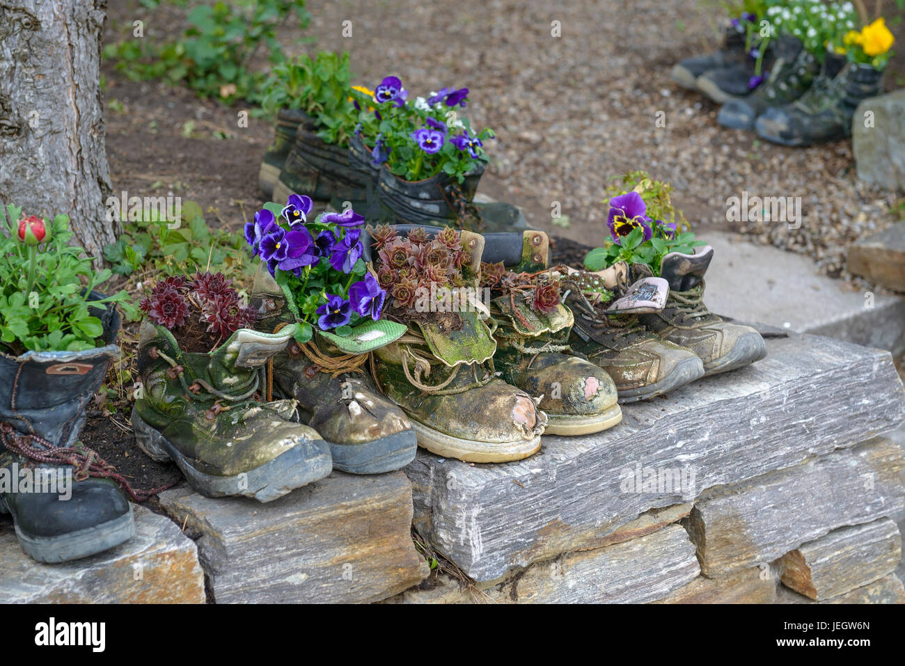 Piantate le scarpe, Hauswurz, Sempervivum , Bepflanzte Schuhe, Hauswurz (Sempervivum) Foto Stock