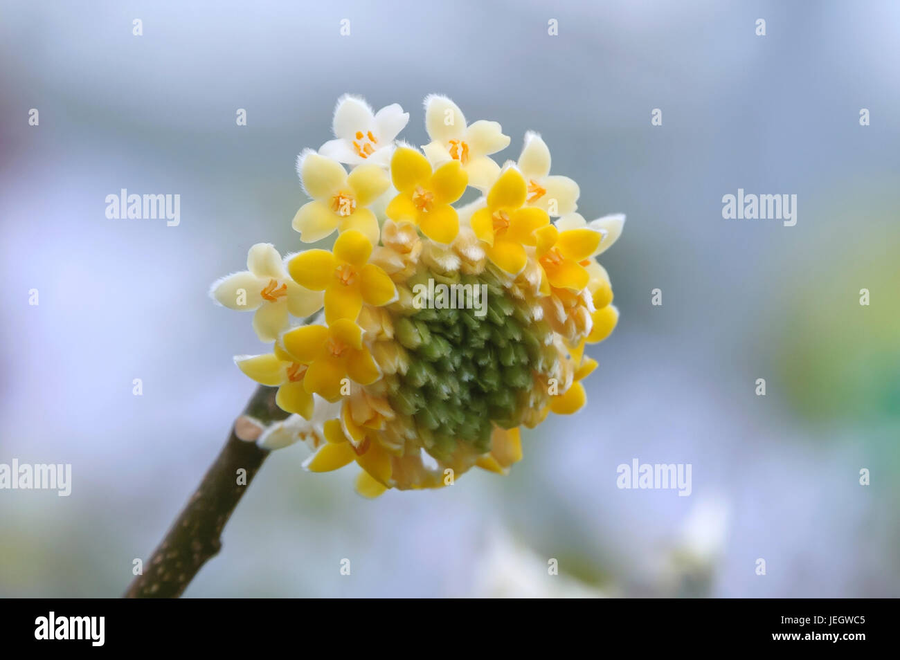 Carta giapponese bush, Edgeworthia chrysantha , Japanischer Papierbusch (Edgeworthia chrysantha) Foto Stock