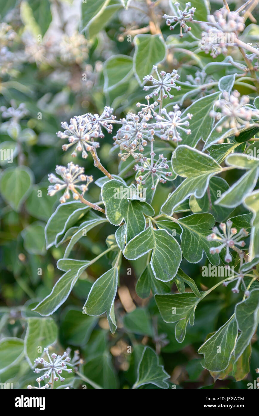 Arbusto di edera Hedera helix Arborescens , Strauch-Efeu (Hedera helix 'Arborescens') Foto Stock