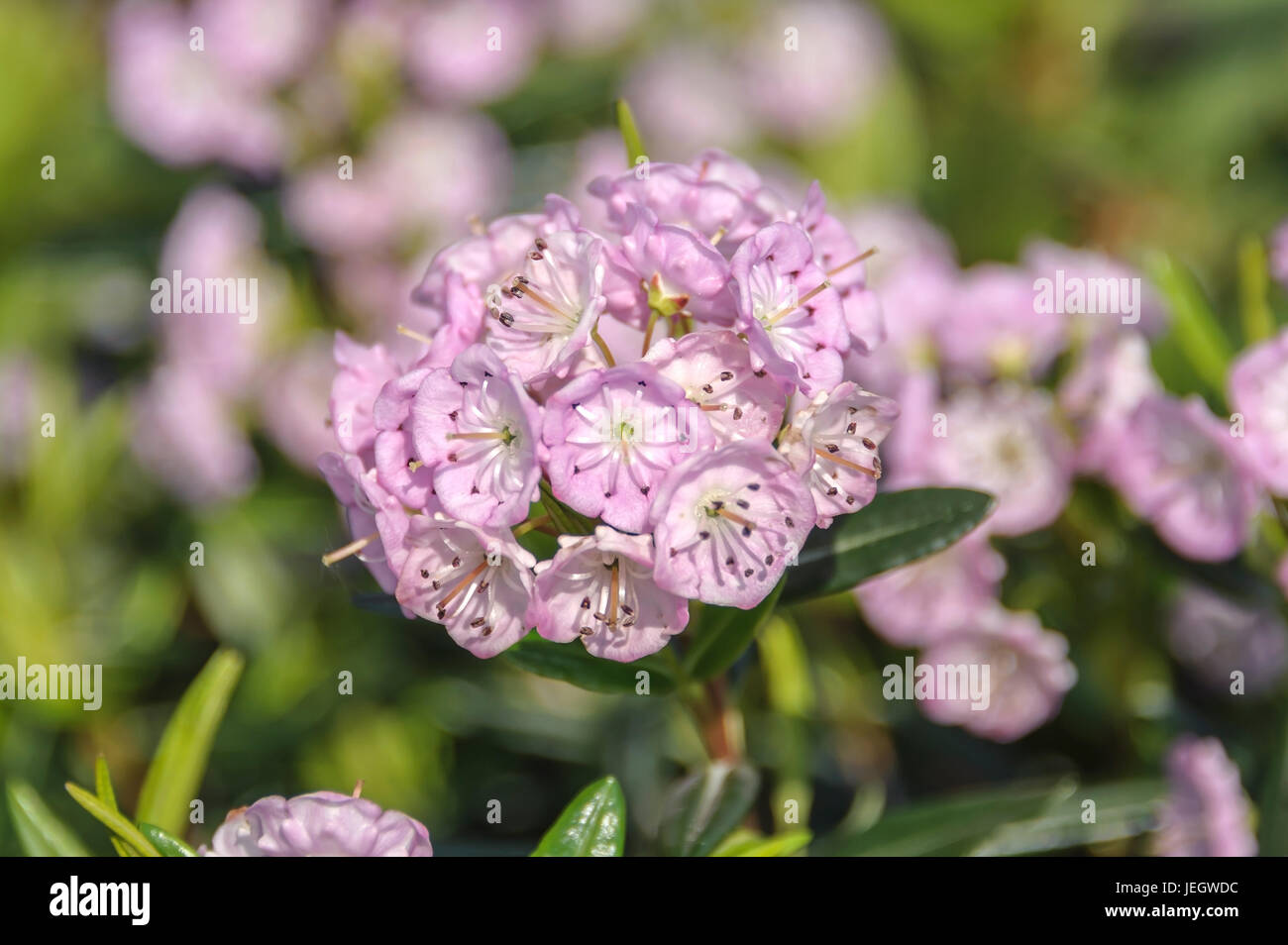 ? - Stliche marsh-laurel rose, Kalmia polifolia , Östliche Sumpf-Lorbeerrose (Kalmia polifolia) Foto Stock