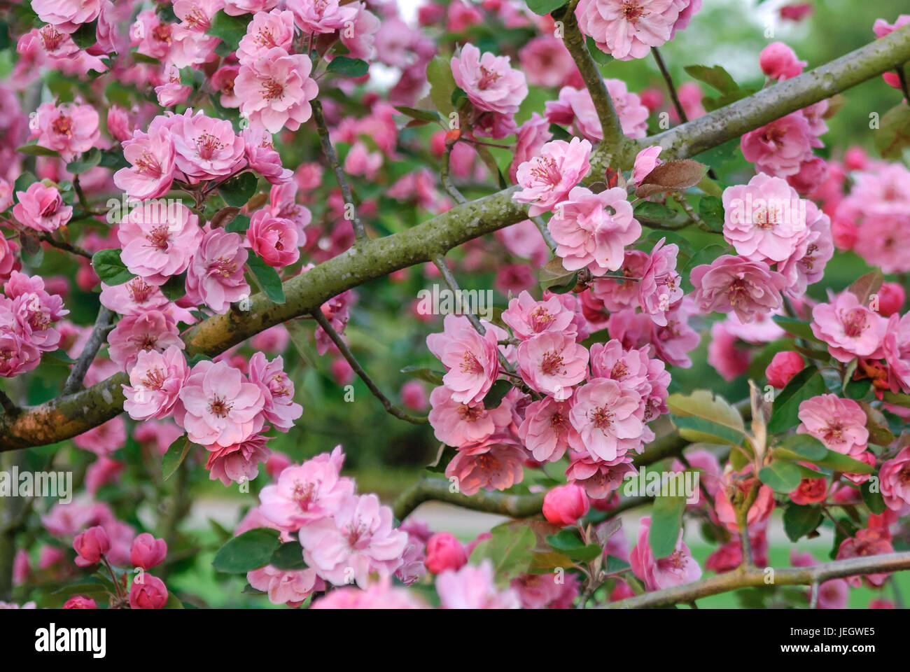 Apple ornamentali, Malus brandy Magic , Zier-Apfel (Malus " Brandy Magic') Foto Stock