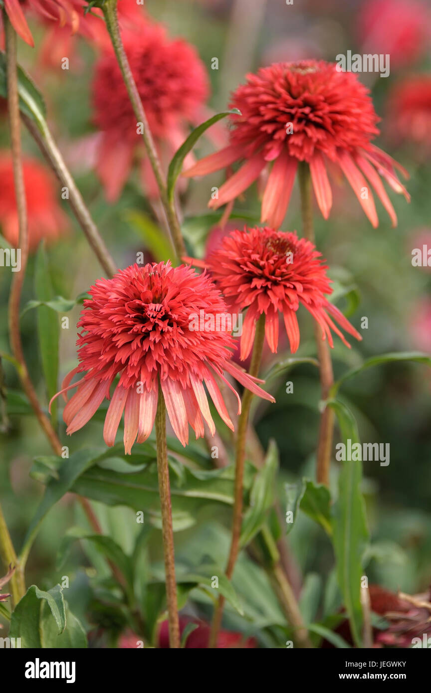 Falso cappello per il sole, Echinacea purpurea Hot papaya , Scheinsonnenhut (l'Echinacea purpurea " Hot papaia') Foto Stock