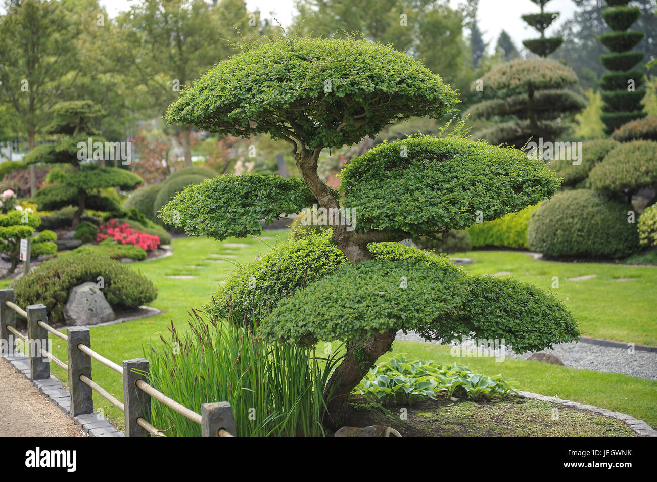 Giardino giapponese, falso faggio, Nothofagus Antartide , Japanischer Garten, Scheinbuche (Nothofagus Antartide) Foto Stock