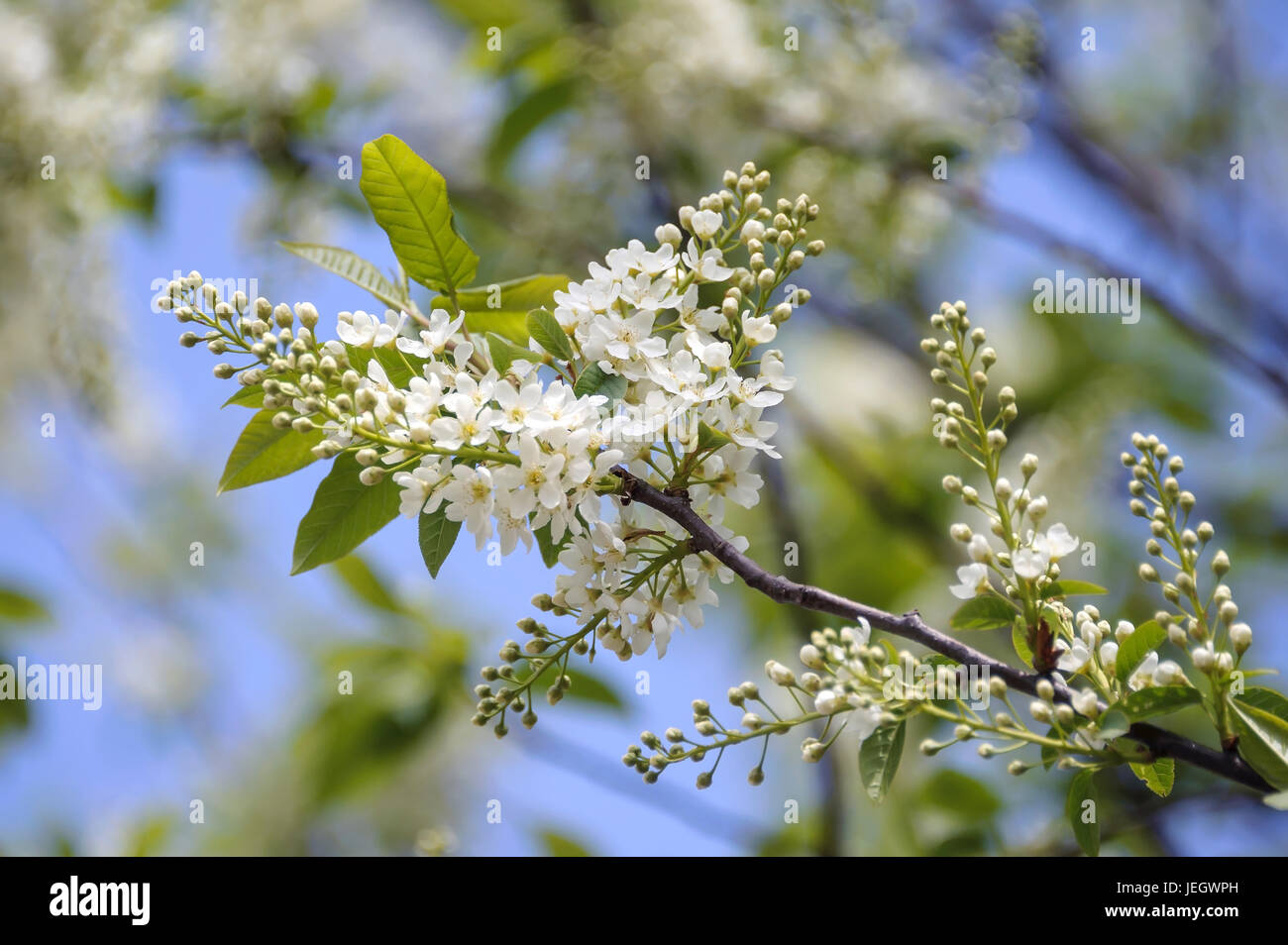 A uva ciliegia, Prunus padus Albertii , Trauben-Kirsche (Prunus padus 'Albertii') Foto Stock