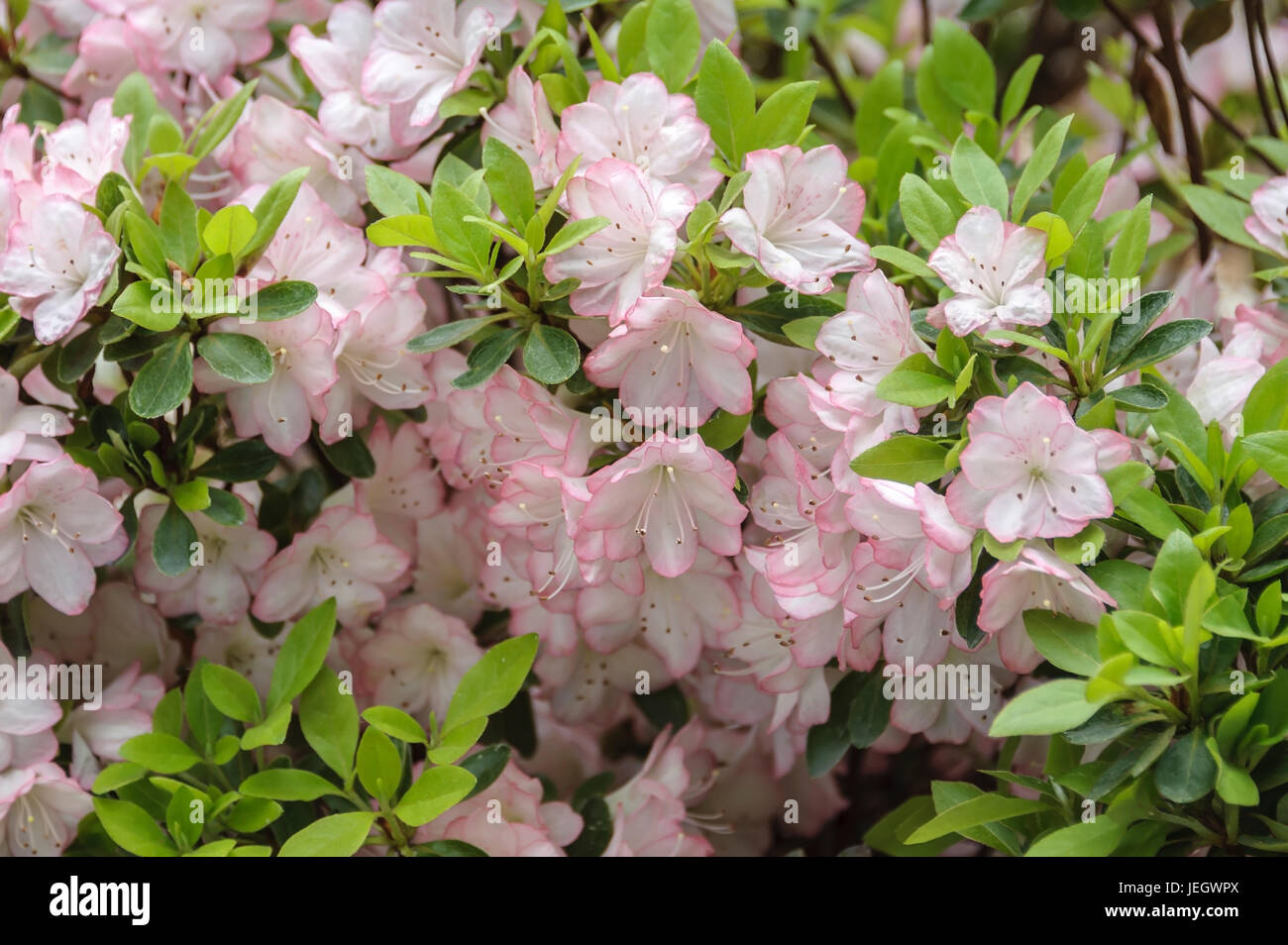 Azalea giapponese, rododendro Peggy Ann , Japanische Azalee (Rhododendron 'Peggy Ann') Foto Stock