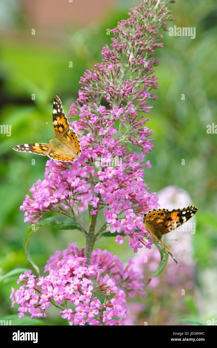 Estate lilla, Buddleja davidii rosa delizia, thistle butterfly, Vanessa cardui , Sommerflieder (Buddleja davidii 'Rosa delizia'), Distelfalter (Vaness Foto Stock