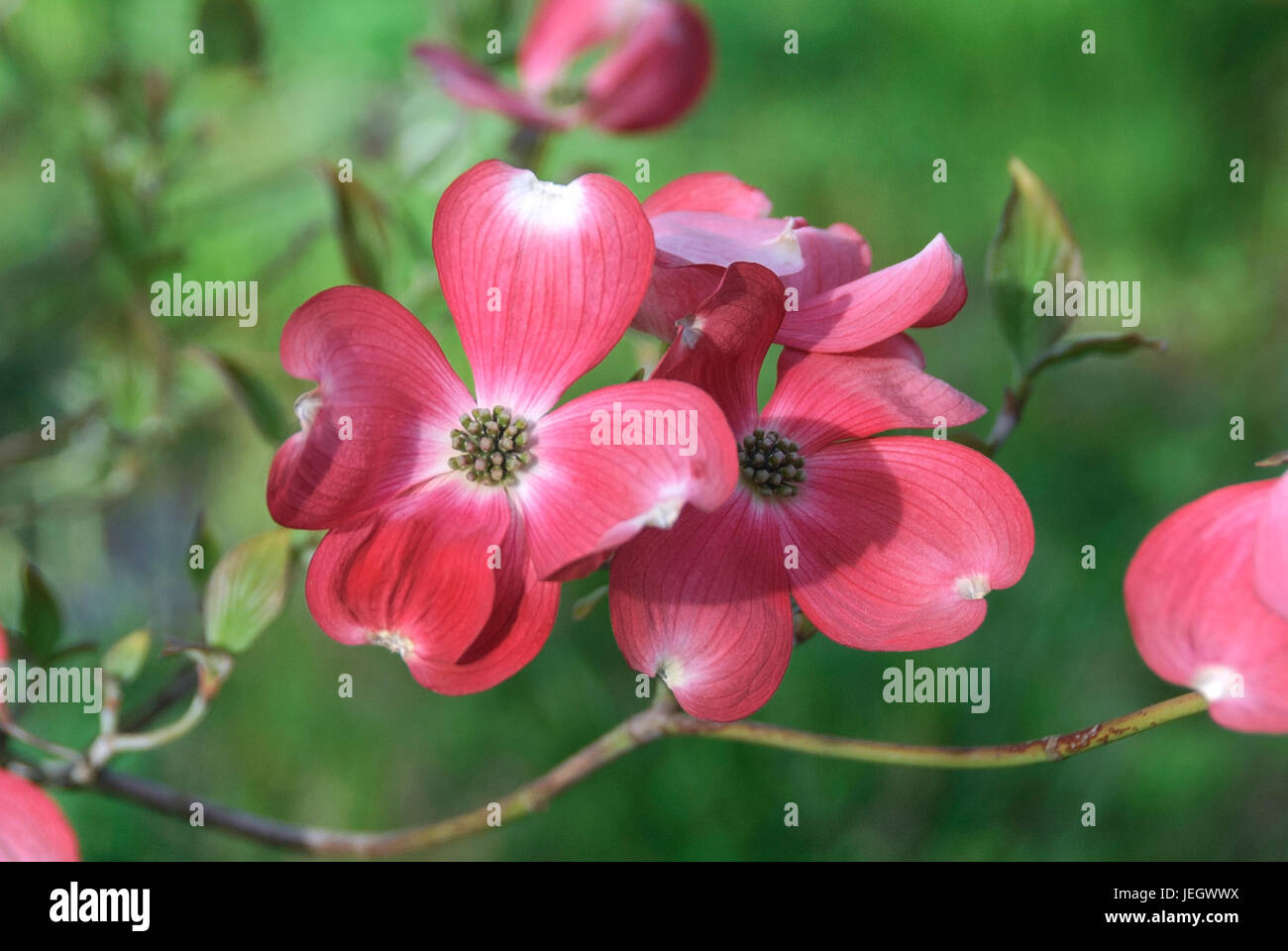 American fiore sanguinello, Cornus Florida seguenti rubra , Amerikanischer Bl"ten-Hartriegel (Cornus florida f. rubra) Foto Stock