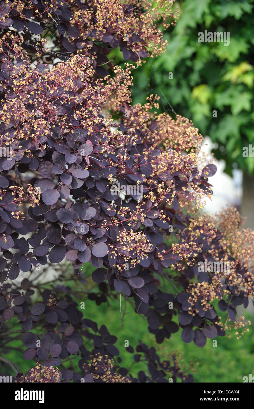 Parrucca rosso arbusto, Cotinus coggygria Royal Purple , Roter all'ckenstrauch (Cotinus coggygria 'Royal Purple') Foto Stock